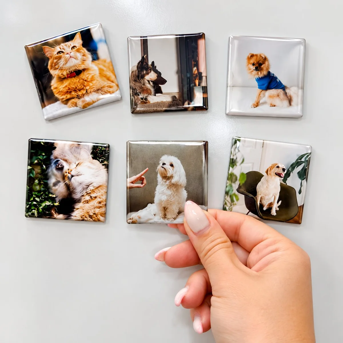 Square acrylic photo magnets with pet photos held against a fridge surface