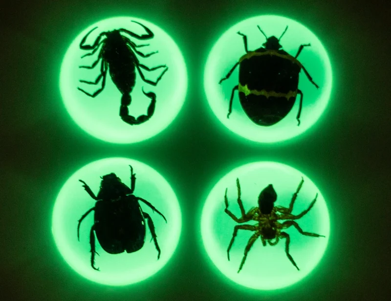 Glow-in-the-Dark Fridge Magnets -2